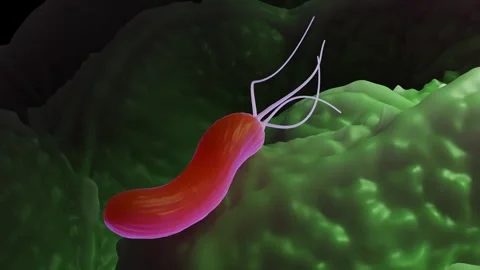 Helicobacter pylori bacteria Stock Footage 305632455