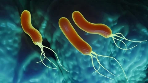 Helicobacter pylori bacteria Stock Footage 305632457