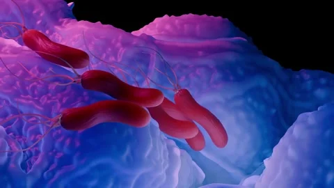 Helicobacter pylori bacteria Stock Footage 305632462