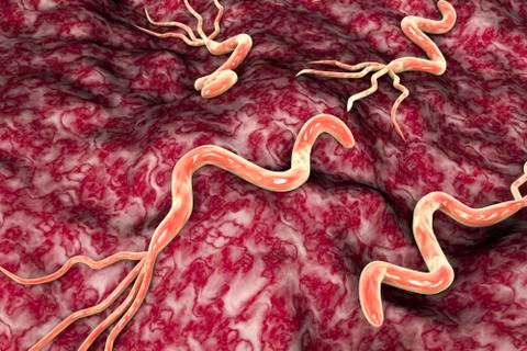 Helicobacter pylori bacterium Stock Illustration