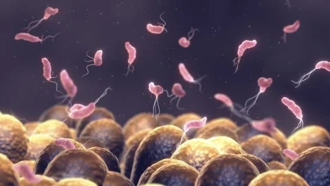Helicobacter Pylori Stock Footage 263896894