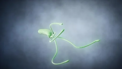 Helicobacter pylori ( HP) Video stock 282497338