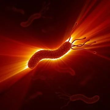 Helicobacter Pylori 스톡 일러스트