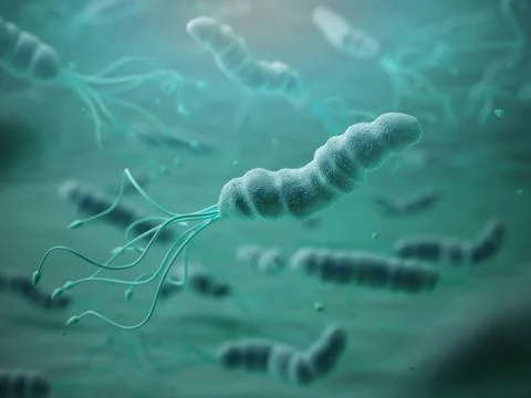 Helicobacter pylori in microscope. Bactreiias. Stock Illustration