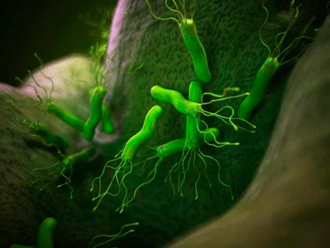 Helicobacter pyloris bacteria Stock Illustration