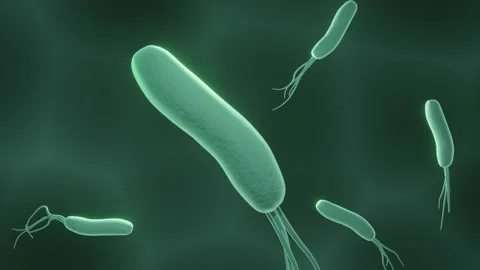 Helicobacter, ulcer cousing bacteria Stock Footage 152532812