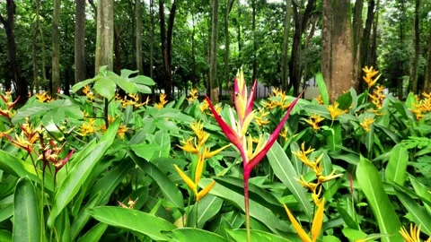Heliconia flower - 101548 Stock Footage 302131570