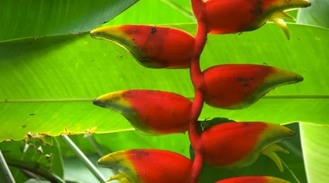 Heliconia flower close up Stock Footage 40315088