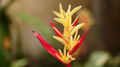 Heliconia flower Stock Footage 139460508