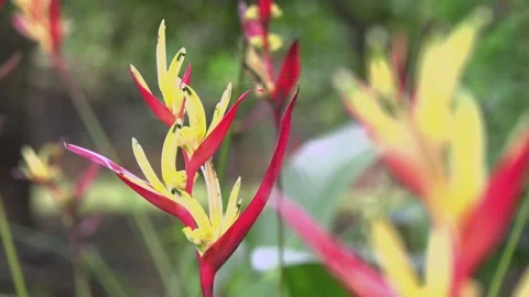 Heliconia flower Stock Footage 156331132