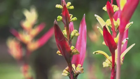 Heliconia flower Stock Footage 156332369