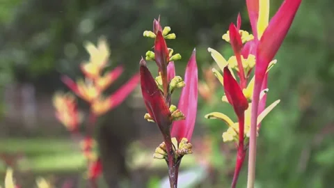 Heliconia flower Stock Footage 156332618