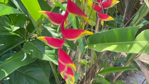 Heliconia flower Stock-Footage 241016031