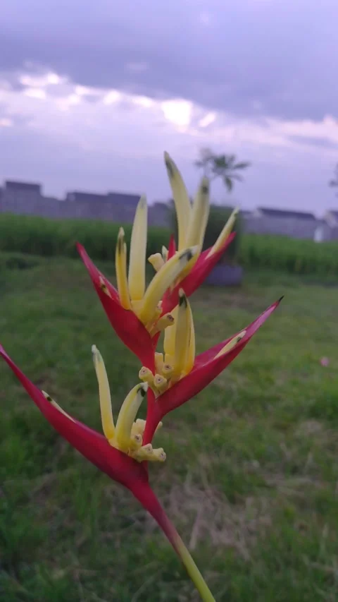 Heliconia flowers Stock Footage 278845376