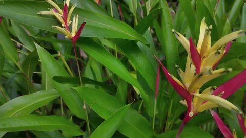 Heliconia flowers sway in the wind Stock Footage 246790731