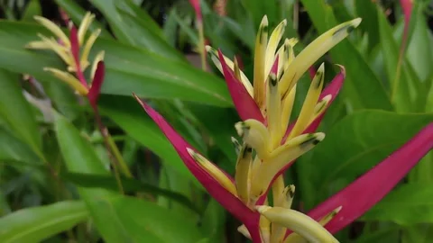 Heliconia flowers sway in the wind Stock Footage 246790732