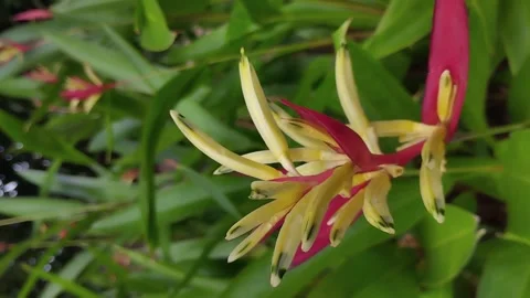 Heliconia flowers sway in the wind Stock Footage 246790734