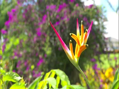 Heliconia Stock-Footage 22243706