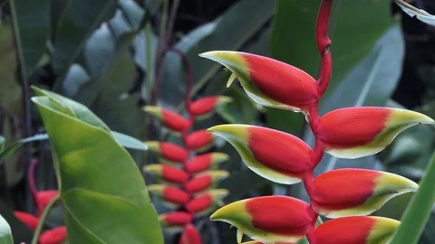 Heliconia Stock Footage 113467285
