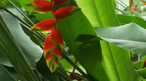 Heliconia in garden Stock Footage 40316245