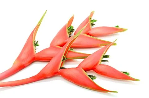 Heliconia isolated Stock Photos