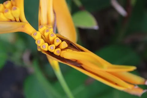 Heliconia latispatha Photos
