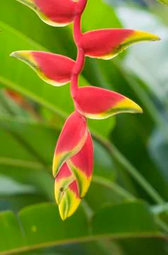 Heliconia 스톡 사진