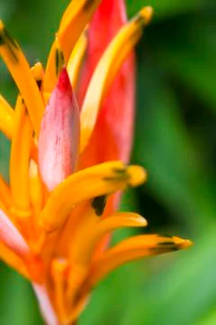 Heliconia Stock Photos