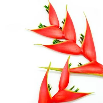 Heliconia Stock Photos
