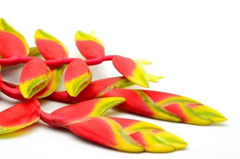 Heliconia Stock Photos