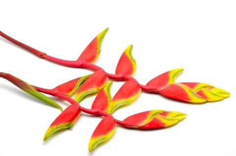 Heliconia Stock Photos