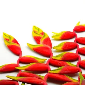 Heliconia Stock Photos
