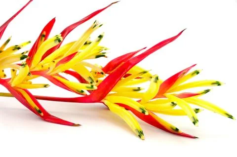 Heliconia Stock Photos