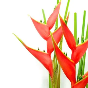 Heliconia Stock Photos