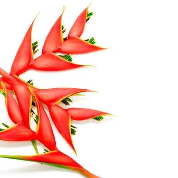 Heliconia Stock Photos
