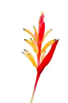 Heliconia Stock Photos