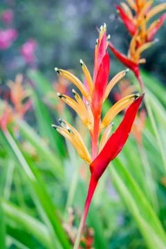 Heliconia Stock Photos