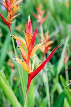 Heliconia Stock Photos