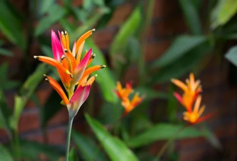 Heliconia Stock Photos