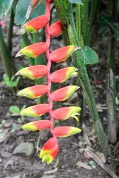 Heliconia Stock Photos