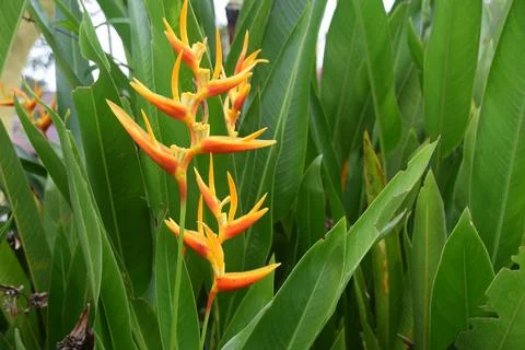 Heliconia Stock Photos