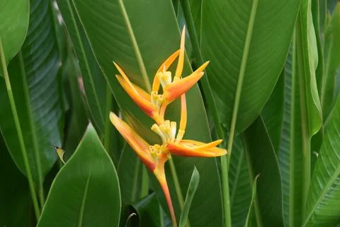 Heliconia 스톡 사진