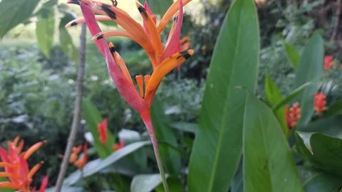 Heliconia Stock Photos