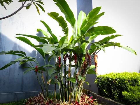 Heliconia Fotos de archivo