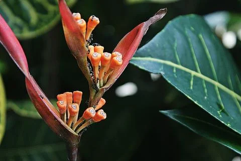Heliconia psittacorum 2 Stock Photos