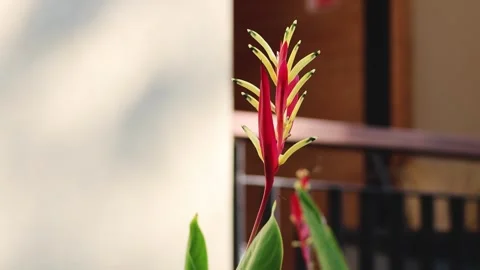 Heliconia Psittacorum in Bloom Stock Footage 284194078