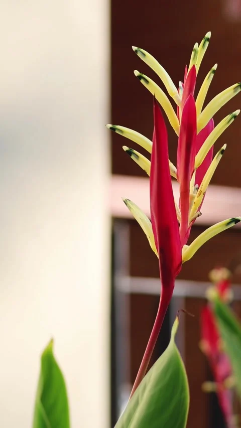 Heliconia Psittacorum in Bloom Stock Footage 309507732