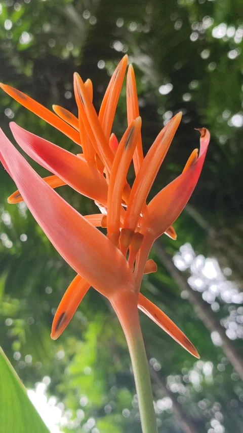 Heliconia Psittacorum Flower in Bloom Stock Footage 327180438