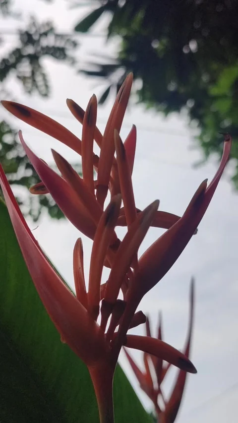 Heliconia Psittacorum Flower in Bloom Stock Footage 327180466