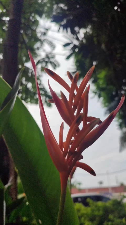 Heliconia Psittacorum Flower in Bloom Stock Footage 327180470
